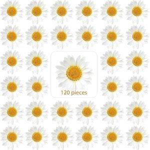 Ashenby 120 Pcs Dried Pressed Flowers Daisies Pressed Dried Daisy Stickers, 0.634 ounces