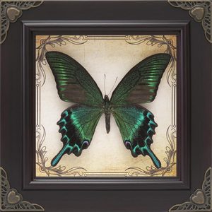Aldernest Handmade Real Butterfly Framed with 5 Pieces Gift Set - Gothic Home Decor and Vintage Frame - Butterflies Taxidermy Shadow Box Collection