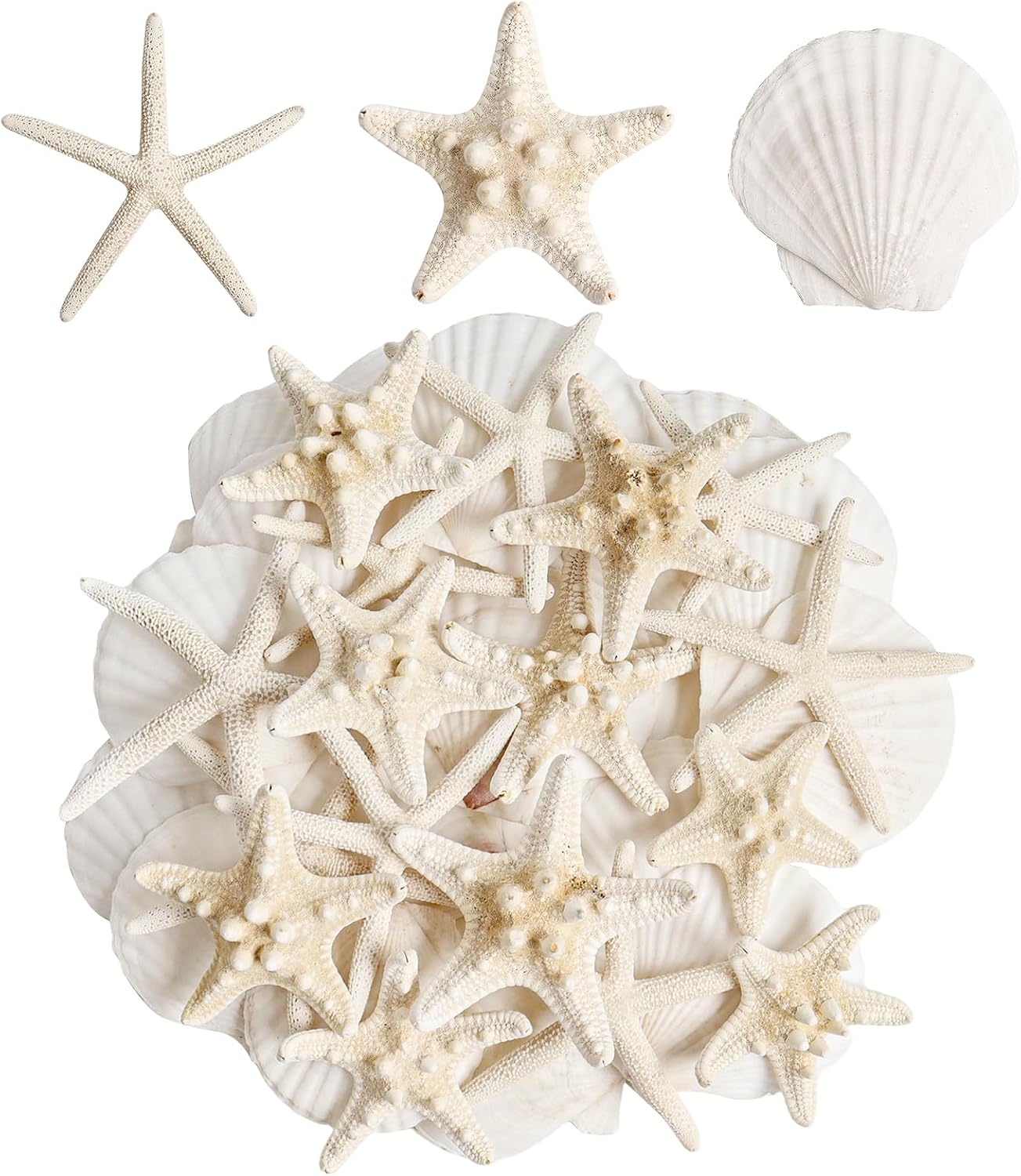 Ashenby 32 Pieces Starfish and Scallop Shells for Crafts 2.6"-3.8" Large Seashells Natural Sea Shells for Crafts Christmas Decor Beach Party Wedding
